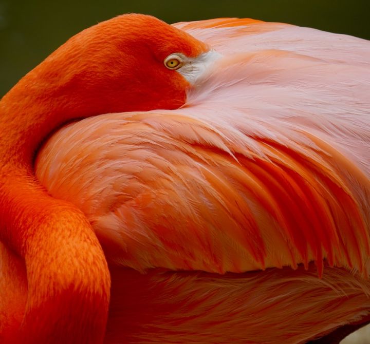 10 Activities for families visiting Key Largo - Laura Quinn Wild Bird Sanctuary